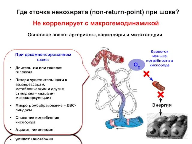 Куликов А.В. Где «точка невозврата (non-return-point) при шоке? Не коррелирует