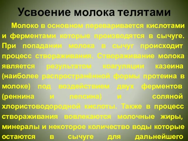 Усвоение молока телятами Молоко в основном переваривается кислотами и ферментами которые производятся в