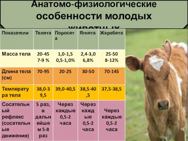 Анатомо-физиологические особенности молодых животных