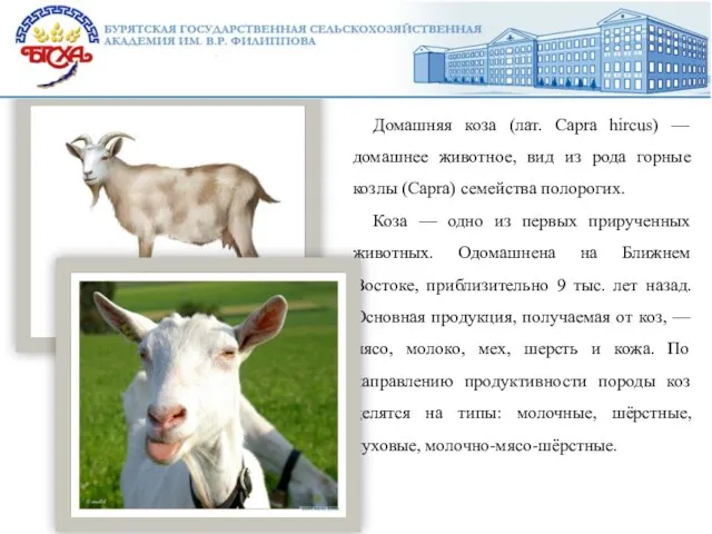 Домашняя коза (лат. Capra hircus) — домашнее животное, вид из рода горные козлы