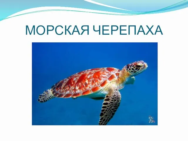 МОРСКАЯ ЧЕРЕПАХА