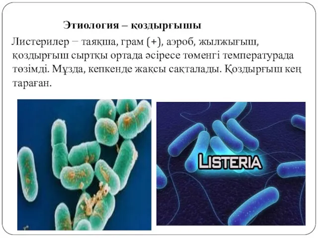 Этиология – қоздырғышы Листерилер − таяқша, грам (+), аэроб, жылжығыш, қоздырғыш сыртқы ортада