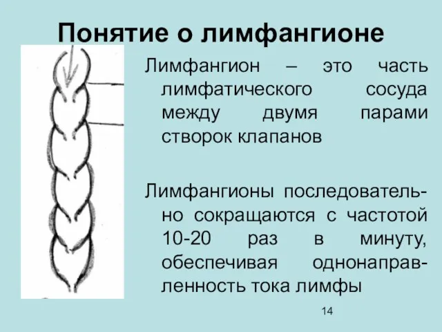 Лимфангион – это часть лимфатического сосуда между двумя парами створок