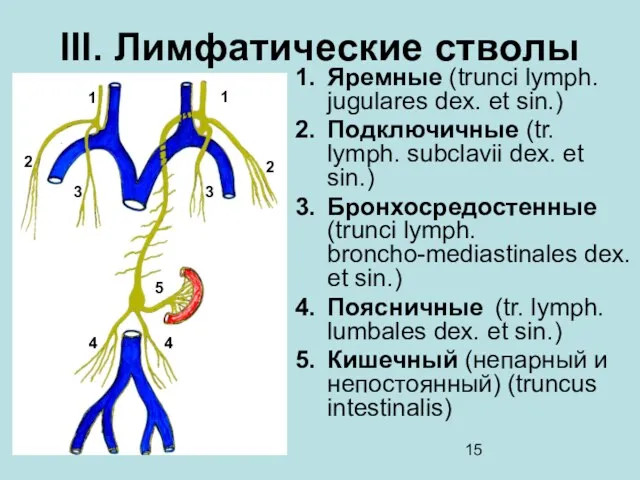 III. Лимфатические стволы Яремные (trunci lymph. jugulares dех. et sin.)