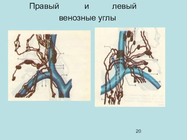 Правый и левый венозные углы