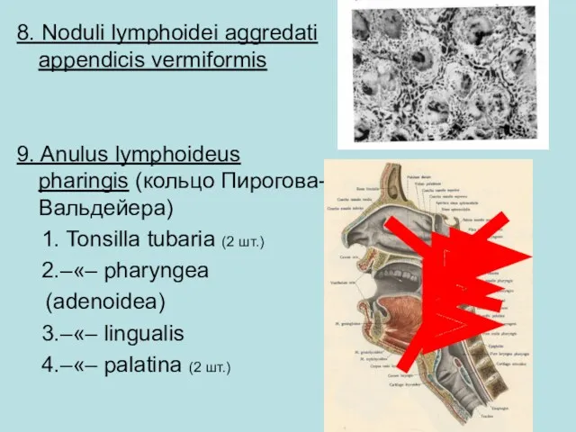 8. Noduli lymphoidei aggredati appendicis vermiformis 9. Anulus lymphoideus pharingis