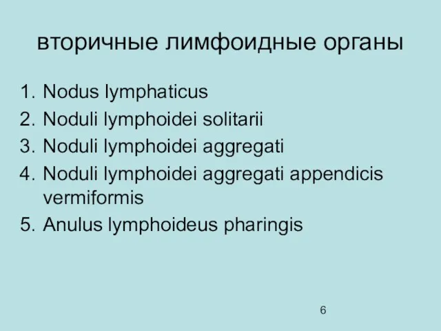 вторичные лимфоидные органы Nodus lymphaticus Noduli lymphoidei solitarii Noduli lymphoidei
