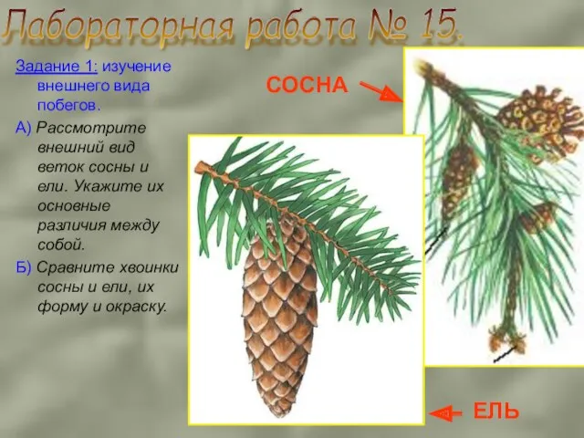 Задание 1: изучение внешнего вида побегов. А) Рассмотрите внешний вид