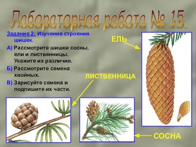 Лабораторная работа № 15. Задание 2: Изучение строения шишек. А)