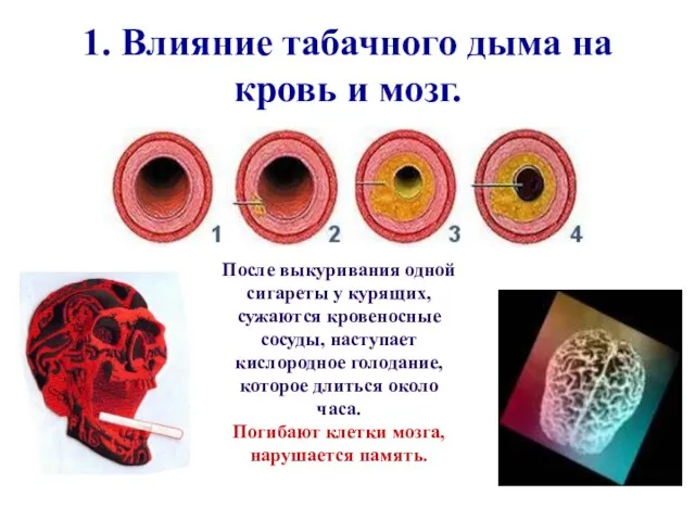 1. Влияние табачного дыма на кровь и мозг. После выкуривания