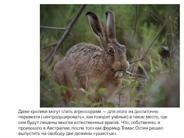 Даже кролики могут стать агрессорами — для этого их достаточно перевезти («интродуцировать», как