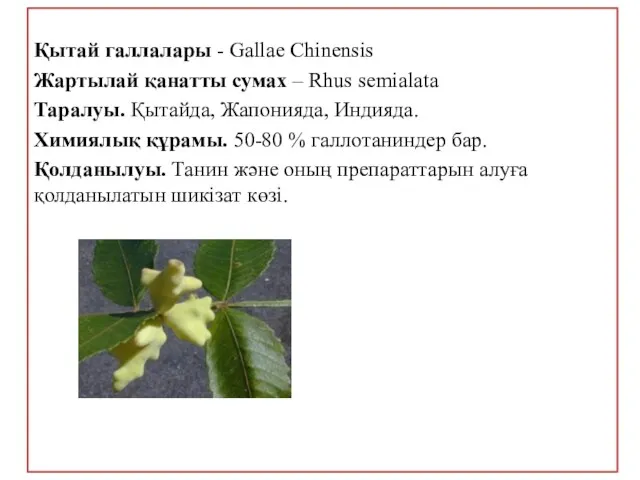 Қытай галлалары - Gallae Chinensis Жартылай қанатты сумах – Rhus