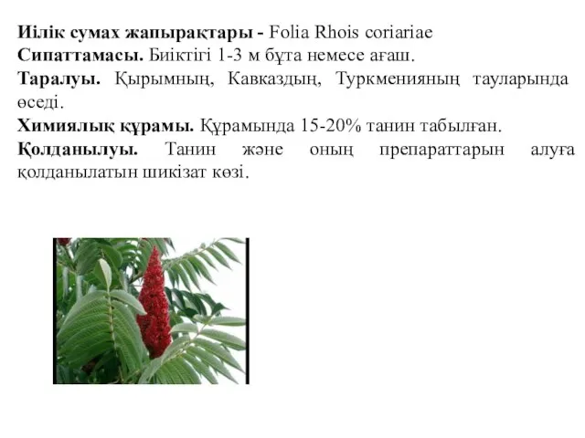 Иілік сумах жапырақтары - Folia Rhois coriariae Сипаттамасы. Биіктігі 1-3