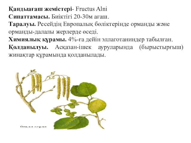 Қандыағаш жемістері- Fructus Alni Сипаттамасы. Биіктігі 20-30м ағаш. Таралуы. Ресейдің