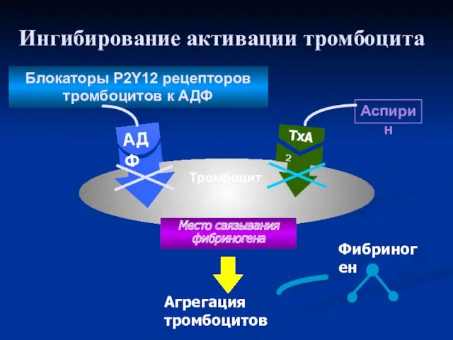 Ингибирование активации тромбоцита Агрегация тромбоцитов Фибриноген TxA2 Место связывания фибриногена АДФ Тромбоцит Блокаторы