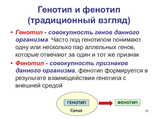 Генотип и фенотип (традиционный взгляд) Генотип - совокупность генов данного