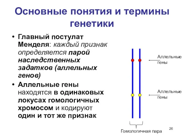 Основные понятия и термины генетики Главный постулат Менделя: каждый признак