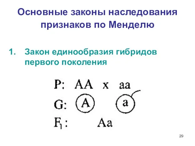 Основные законы наследования признаков по Менделю Закон единообразия гибридов первого поколения