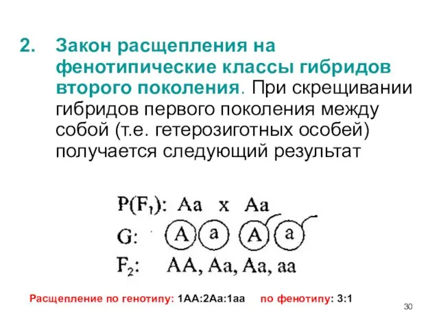 Закон расщепления на фенотипические классы гибридов второго поколения. При скрещивании