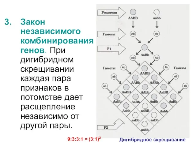 Закон независимого комбинирования генов. При дигибридном скрещивании каждая пара признаков