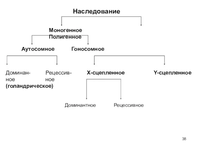 Наследование Моногенное Полигенное Аутосомное Гоносомное Доминан- Рецессив- Х-сцепленное Y-сцепленное ное ное (голандрическое) Доминантное Рецессивное