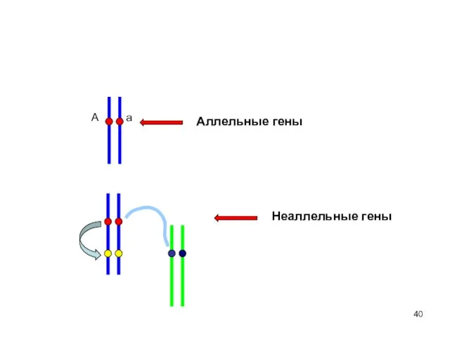 А а Аллельные гены Неаллельные гены