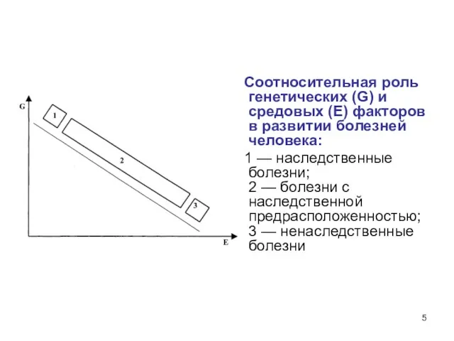 Соотносительная роль генетических (G) и средовых (Е) факторов в развитии