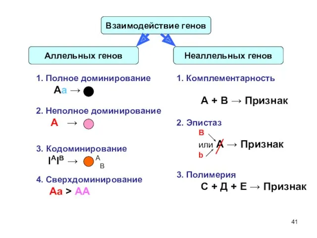 Взаимодействие генов Аллельных генов Неаллельных генов 1. Полное доминирование Аа