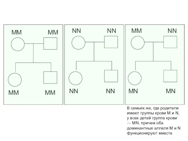 В семьях же, где родители имеют группы крови М и