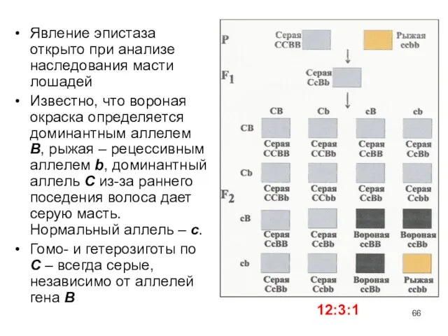 Явление эпистаза открыто при анализе наследования масти лошадей Известно, что