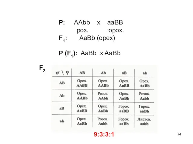 Р: ААbb x aaBB роз. горох. F1: AaBb (орех) P (F1): AaBb x AaBb F2 9:3:3:1