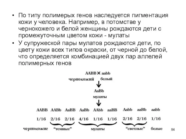 По типу полимерых генов наследуется пигментация кожи у человека. Например,