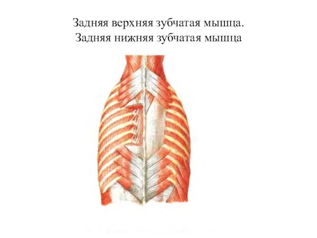 Задняя верхняя зубчатая мышца. Задняя нижняя зубчатая мышца