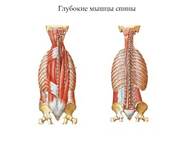 Глубокие мышцы спины