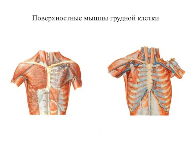 Поверхностные мышцы грудной клетки