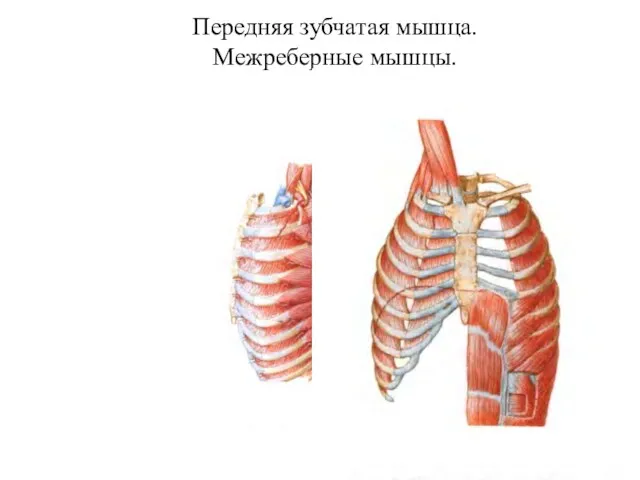 Передняя зубчатая мышца. Межреберные мышцы.