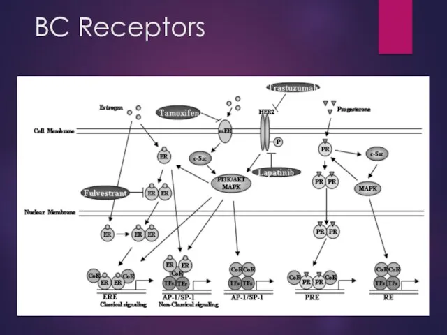 BC Receptors