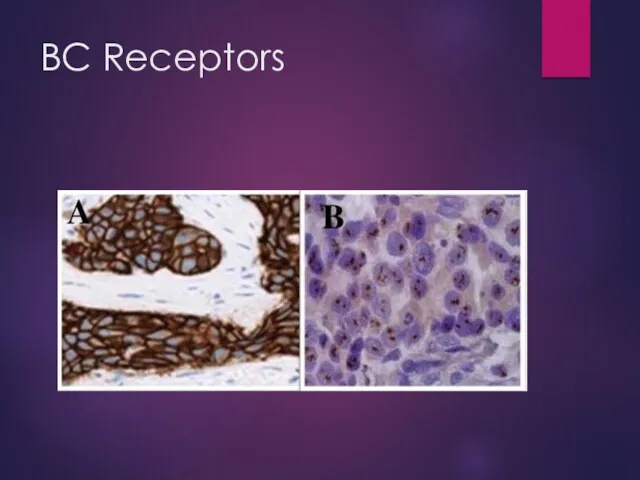 BC Receptors