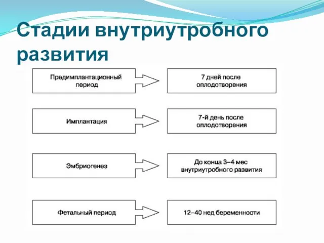 Стадии внутриутробного развития