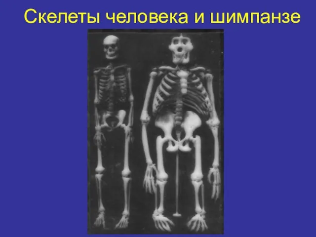 Cкелеты человека и шимпанзе