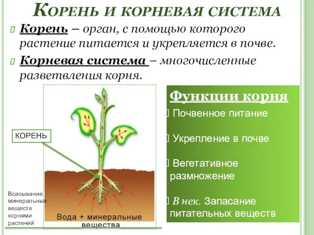 Корень и корневая система Корень – орган, с помощью которого