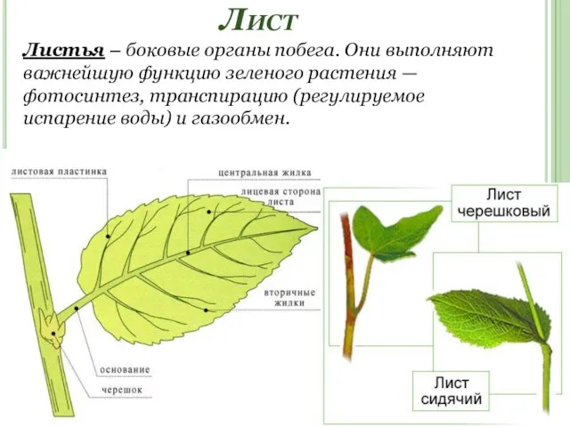 Лист Листья – боковые органы побега. Они выполняют важнейшую функцию