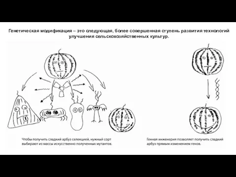 Генетическая модификация – это следующая, более совершенная ступень развития технологий улучшения сельскохозяйственных культур.