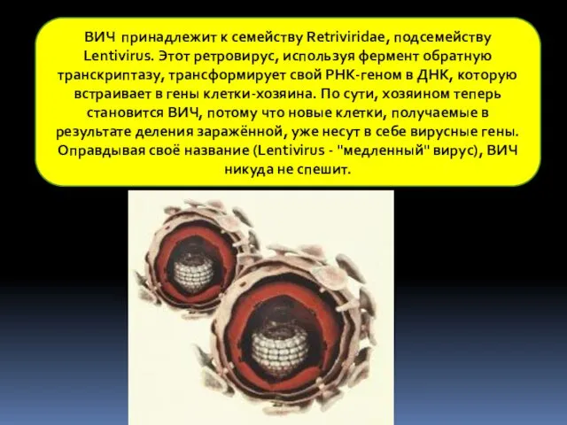 ВИЧ принадлежит к семейству Retriviridae, подсемейству Lentivirus. Этот ретровирус, используя