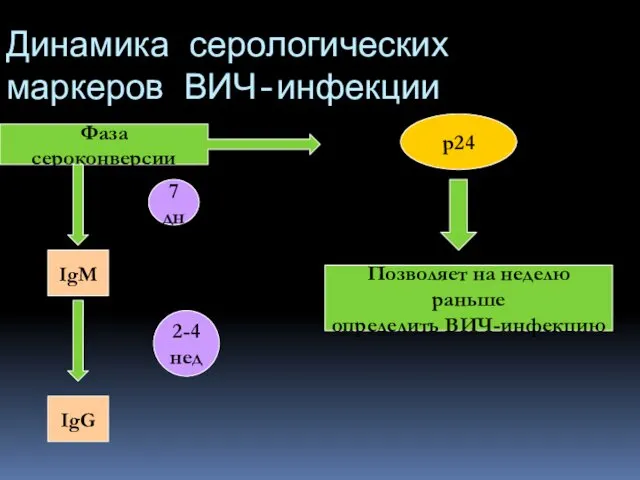 Динамика серологических маркеров ВИЧ-инфекции Фаза сероконверсии p24 7 дн IgM