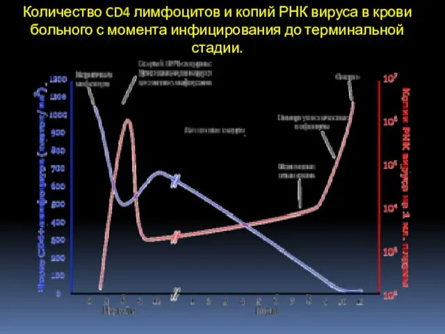 Количество CD4 лимфоцитов и копий РНК вируса в крови больного с момента инфицирования до терминальной стадии.