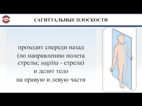 САГИТТАЛЬНЫЕ ПЛОСКОСТИ проходит спереди назад (по направлению полета стрелы; sagitta