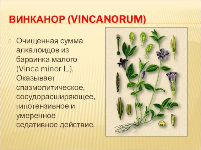 ВИНКАНОР (VINCANORUM) Очищенная сумма алкалоидов из барвинка малого (Vinca minor