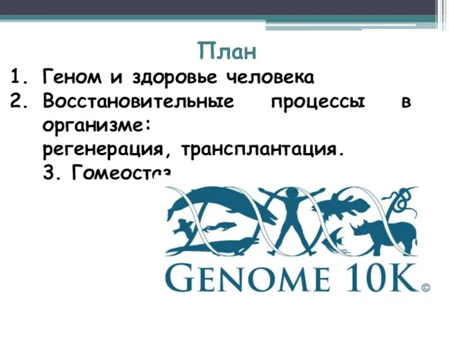 План Геном и здоровье человека Восстановительные процессы в организме: регенерация, трансплантация. 3. Гомеостаз
