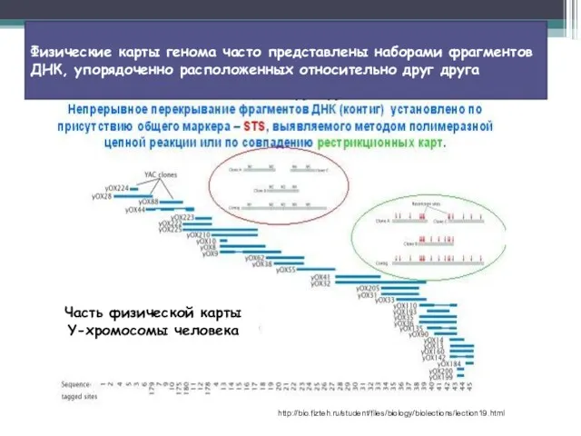 http://bio.fizteh.ru/student/files/biology/biolections/lection19.html Физические карты генома часто представлены наборами фрагментов ДНК, упорядоченно